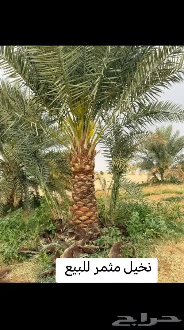 نخيل مثمر للبيع بجميع انواعها 4