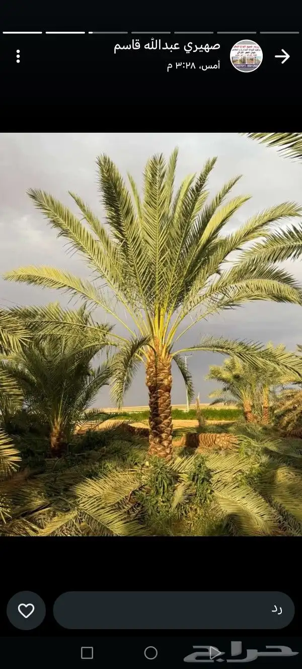 نخيل مثمر للبيع بجميع انواعها 8