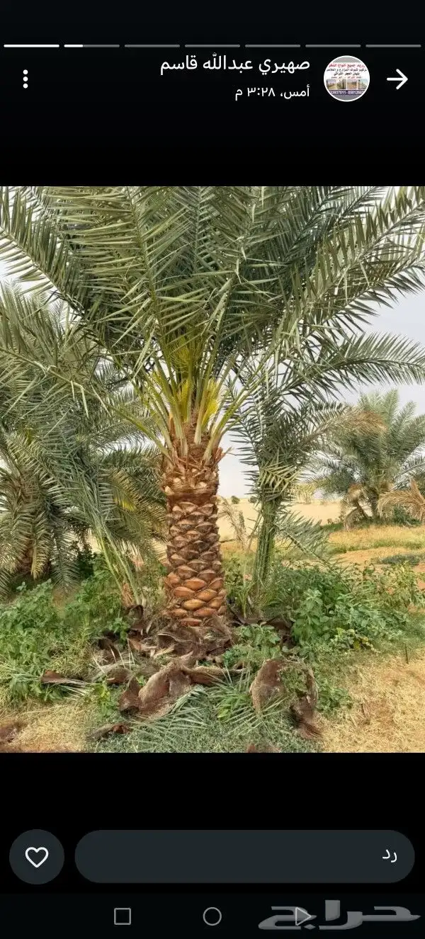 نخيل مثمر للبيع بجميع انواعها 9