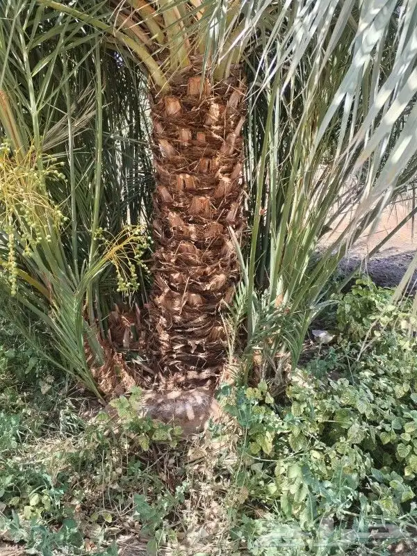 نخيل للبيع بجميع انواعه ومقاساته 3