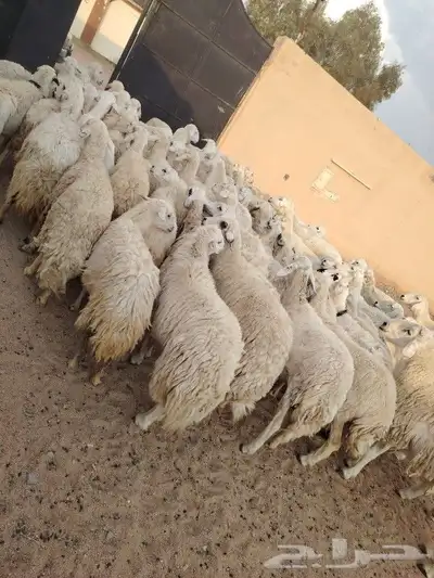 غنم طيبه العدد 82 فحولها 2 مراح واحد ديوس سليمه وصحه سليمه 1