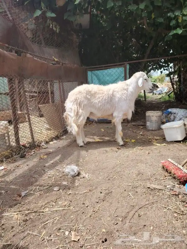 طلي فحل مشروط 0