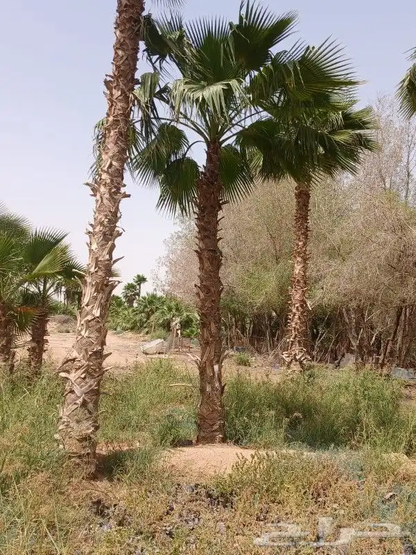 نخل للبيع 0