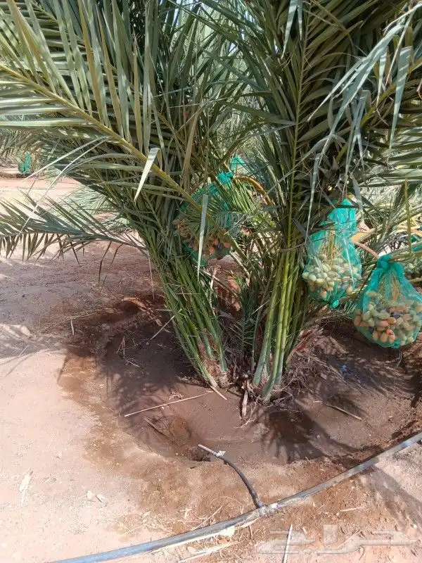 توريد جميع انواع النخل والمقاسات صقعي ورشودي برحي مجدول شيش 5