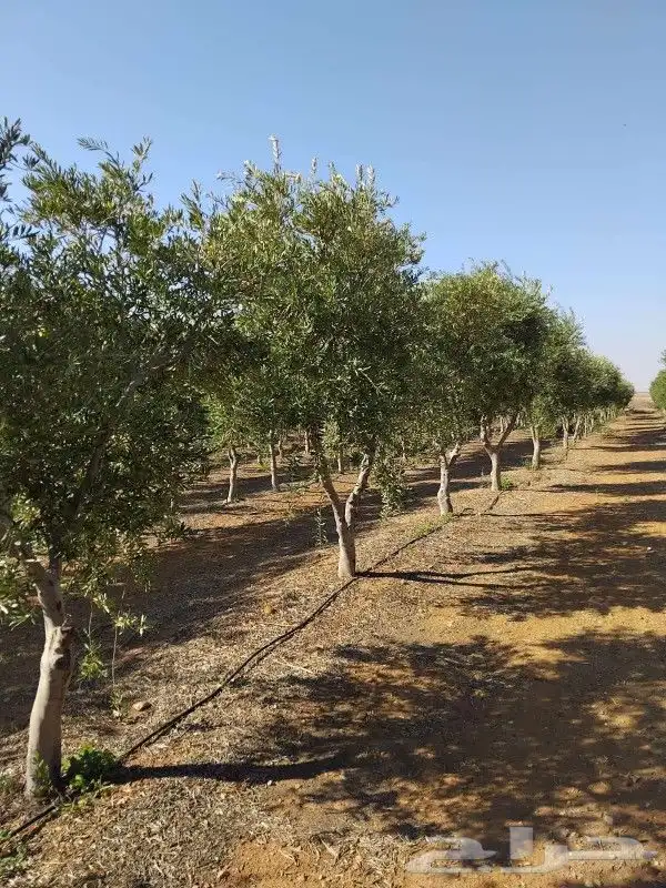 يوجد لدينا زيتون مثمر جميع الأحجام ويوجد وسط ويوجد شتلات كبي 9