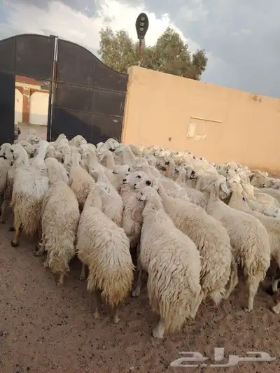 غنم طيبه العدد 82 فحولها 2 مراح واحد ديوس سليمه وصحه سليمه 2