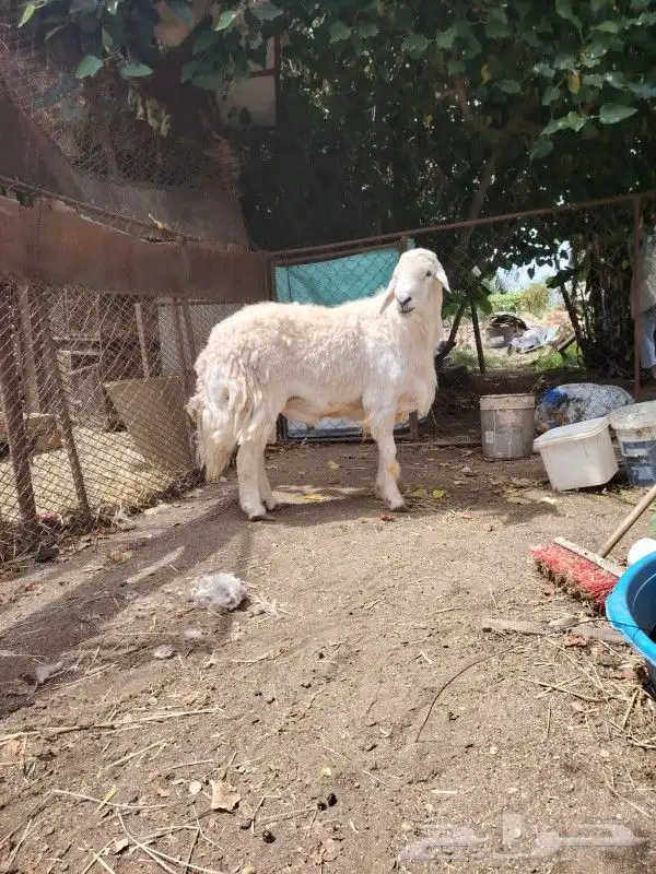 طلي فحل مشروط 3