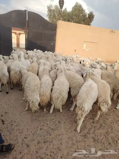 غنم طيبه العدد 82 فحولها 2 مراح واحد ديوس سليمه وصحه سليمه 0