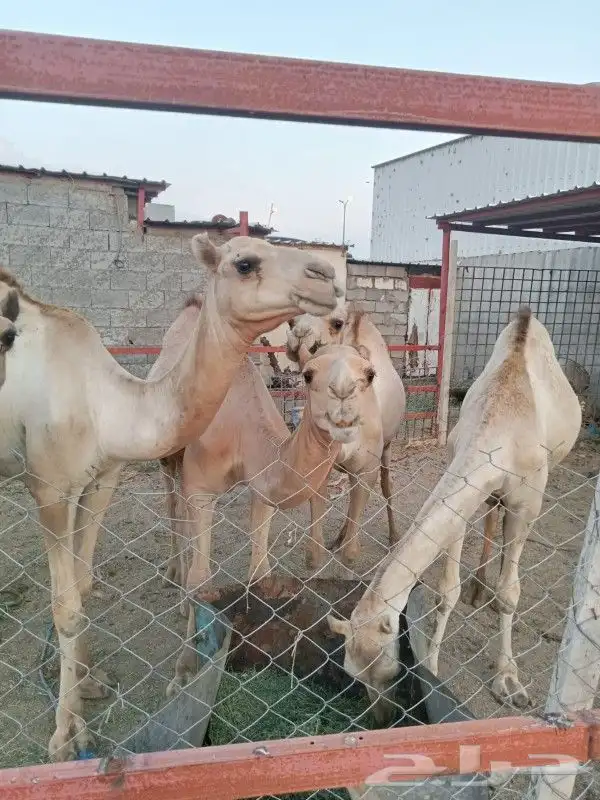 حشوان للبيع 0