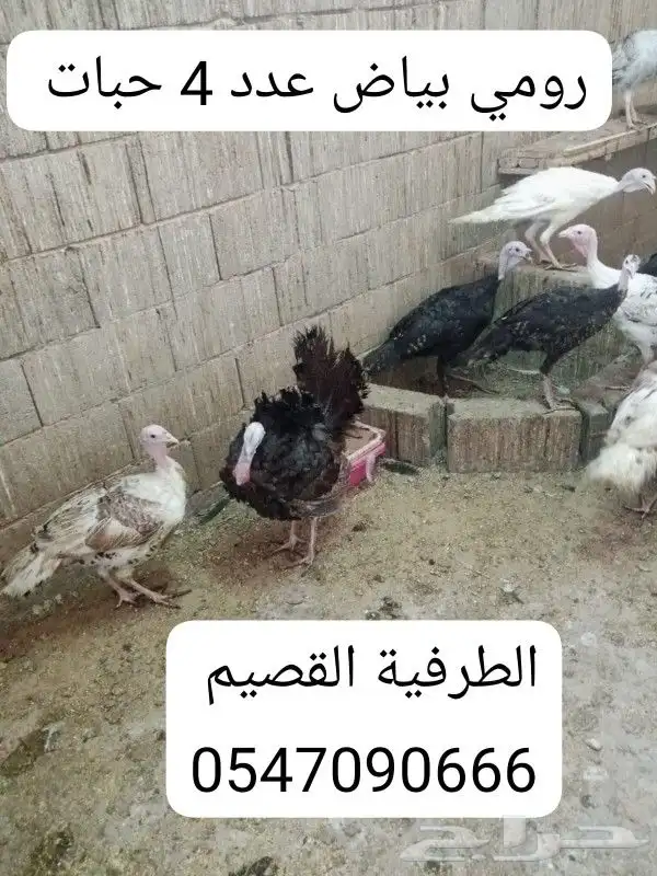 4 حبات رومي اناث ديك رومي 0