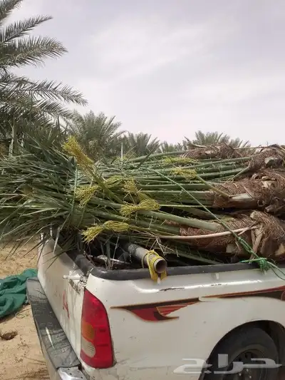 نخل للبيع سكري وخلاص ومشكلات 7