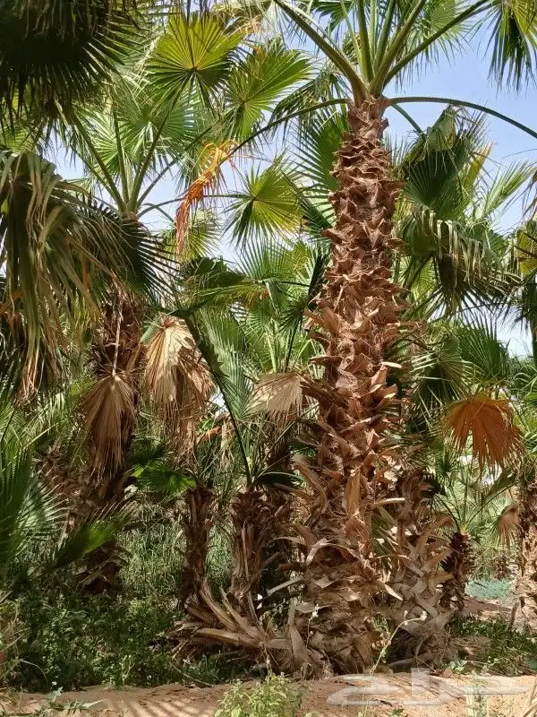 نخل للبيع 2