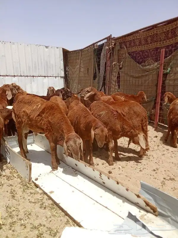 طليان حري نجدي سواكن 4