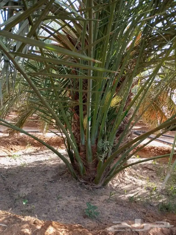 توريد جميع انواع النخل والمقاسات صقعي ورشودي برحي مجدول شيش 8