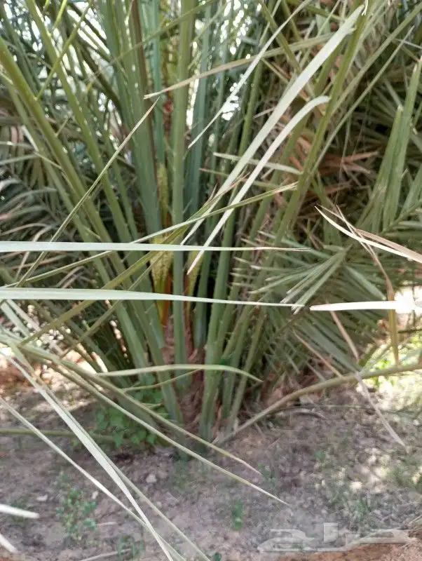 توريد جميع انواع النخل والمقاسات صقعي ورشودي برحي مجدول شيش 1