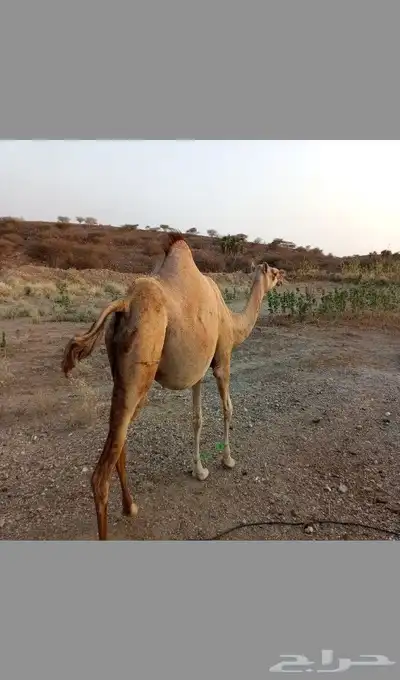 للبيع ناقتين جنب 1