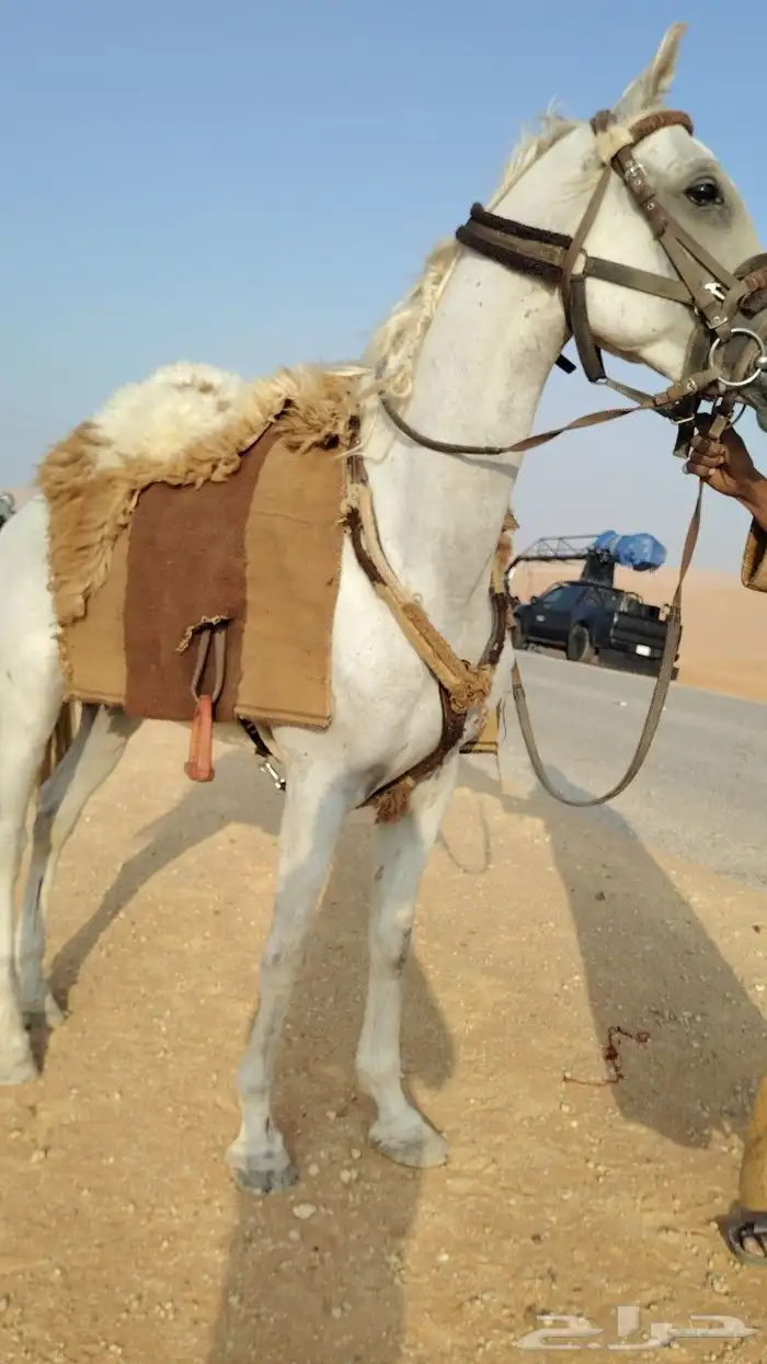 ايجار جمال رحايل وخيول وسياسي 5