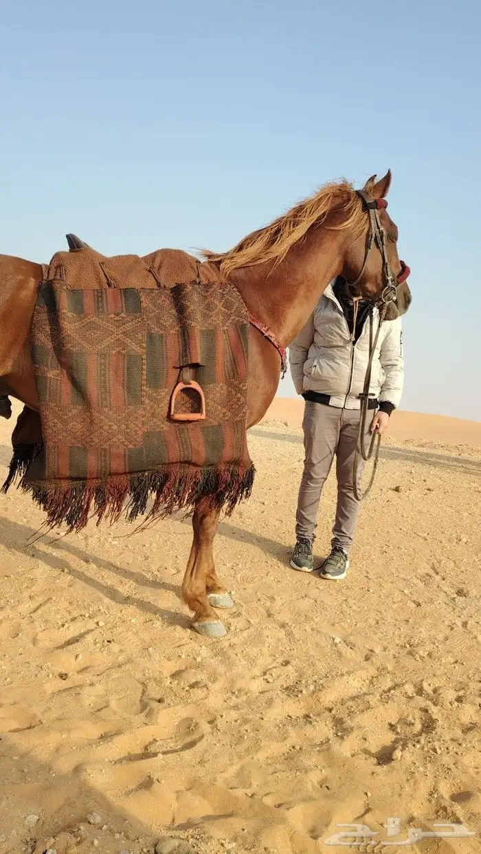 ايجار جمال رحايل وخيول وسياسي 6