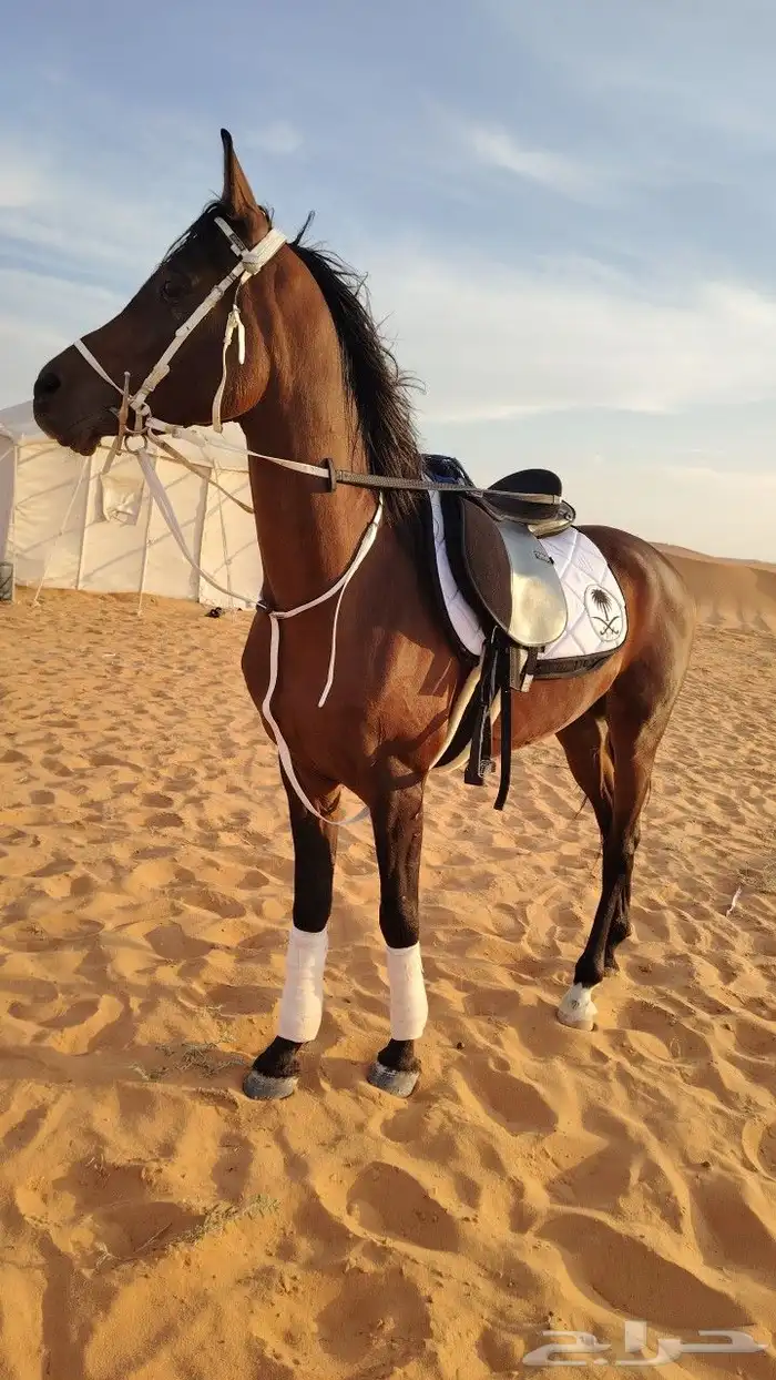 ايجار جمال رحايل وخيول وسياسي 4