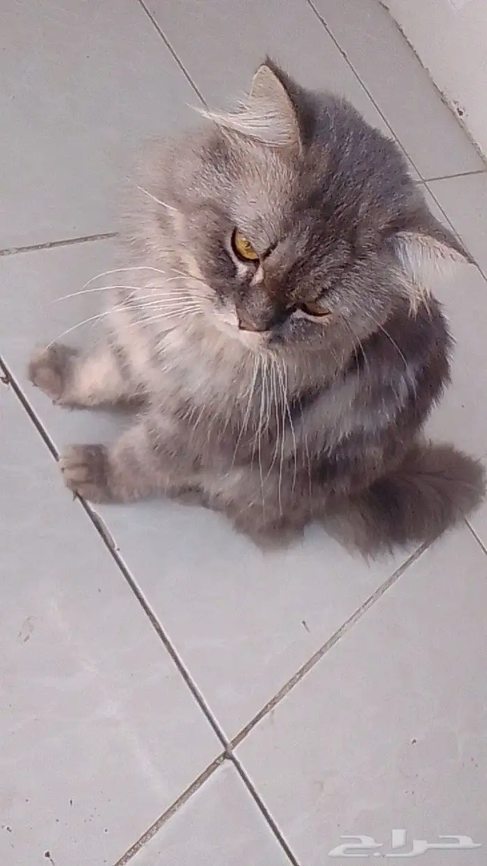 بسه للبيع مع اغراضها وليفه 0