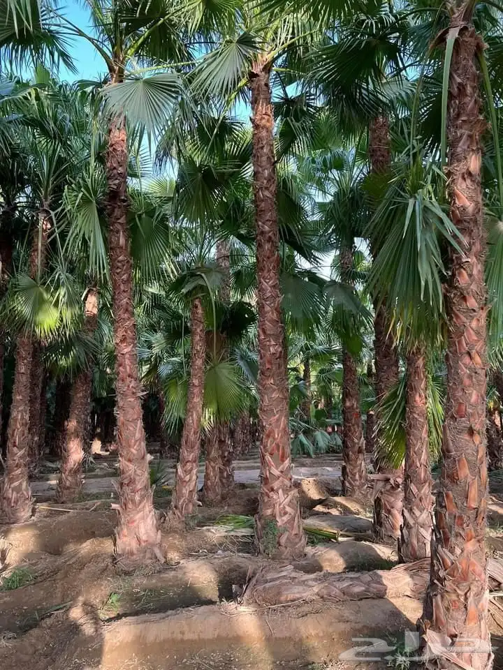 تصميم داخلي 3D وتنفيذ حدائق ومظلات وجلسات ومطاعم ومكاتب في ا 15