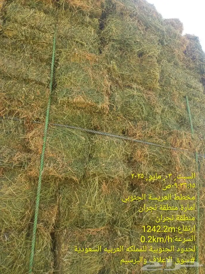 برسيم صافي شرط من مزارع الوسيله بوادي الدواسر 0