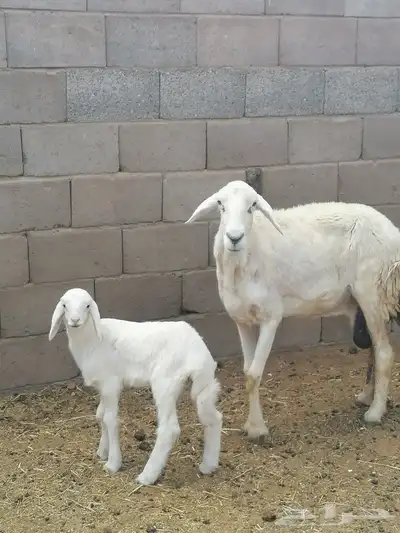 نعجه حريه والد 1