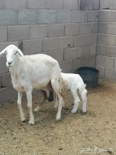 نعجه حريه والد 0