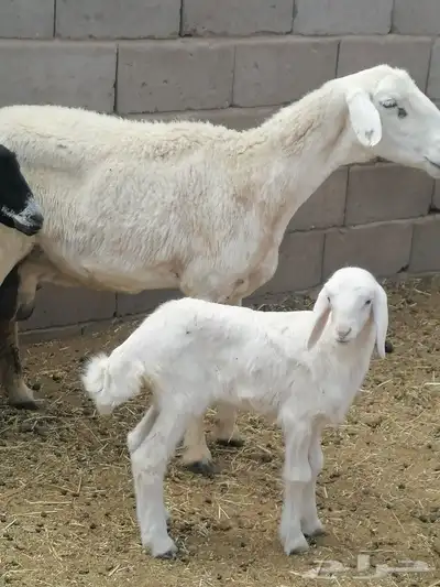 نعجه حريه والد 2