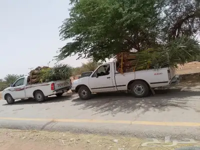 نخل للبيع سكري وخلاص ومشكلات 4