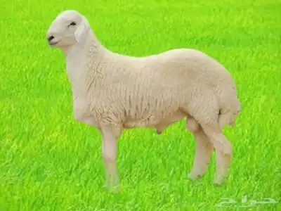 ذبايح أضاحي جدة - اضاحي حري - نعيمي - سواكني - تيوس اضحيه 6