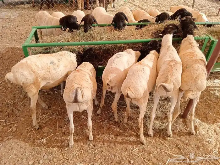 موقعنا مكة الرياض الباحة تبوك الخرج 32
