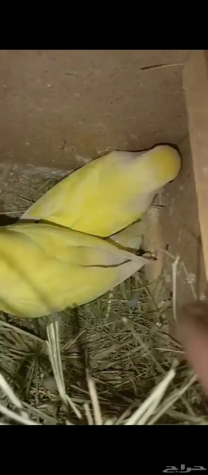 جوز اصفر روز حجم جامبو مكينه بالانتاج وقريب يحط البيض 2