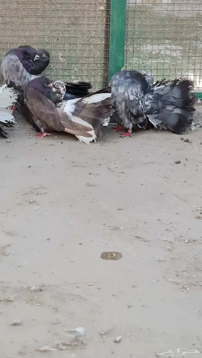 حمام فتنتيل 3