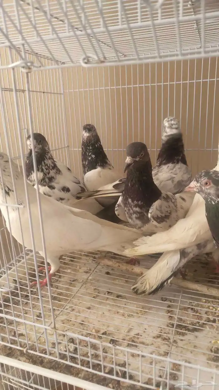 اربع أزواج بكستاني 1