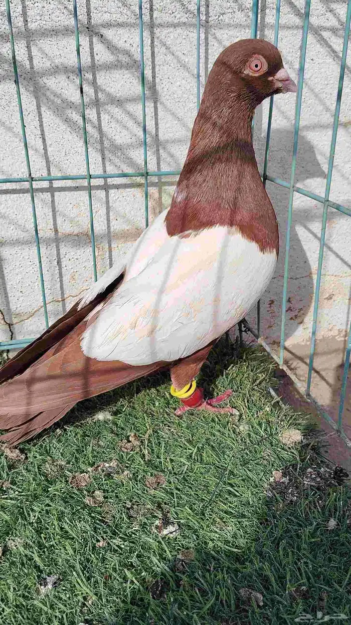 حمام 4