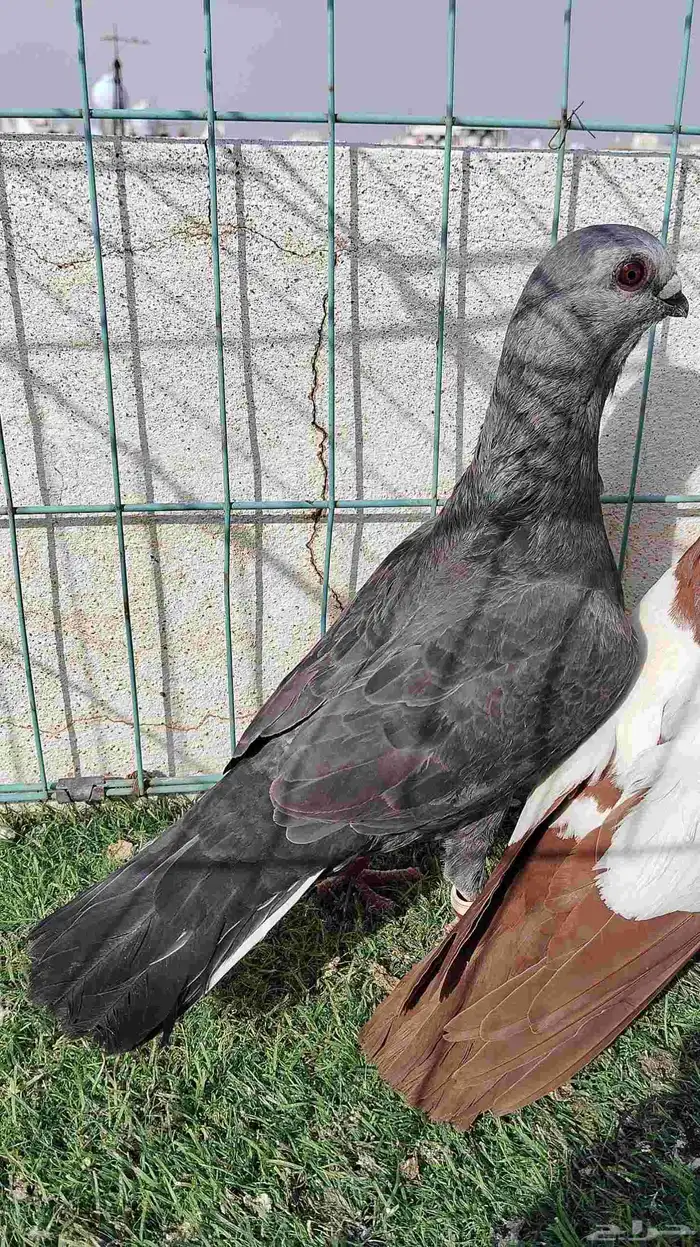 حمام 2