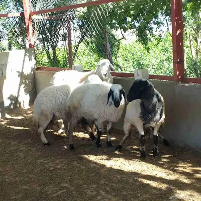 تم البيع خارج حراج غنم حيل مع فحل وثلاثة تيوس لباني 5