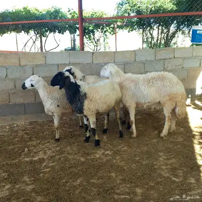 تم البيع خارج حراج غنم حيل مع فحل وثلاثة تيوس لباني 1
