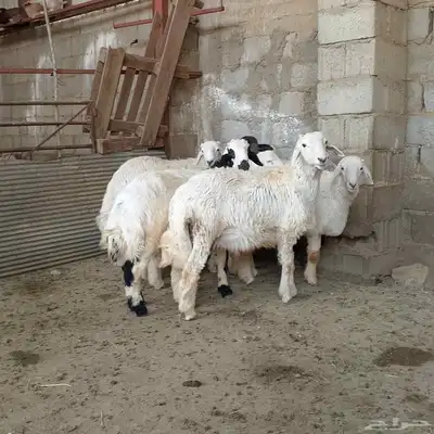 تم البيع طليان أضاحي باشوت سبت العلاية البشائر باشوت 5