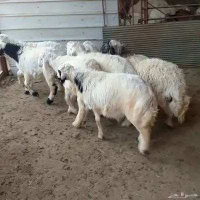 تم البيع طليان أضاحي باشوت سبت العلاية البشائر باشوت 6