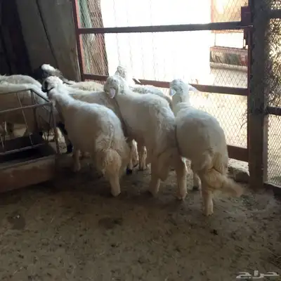 تم البيع طليان أضاحي باشوت سبت العلاية البشائر باشوت 1