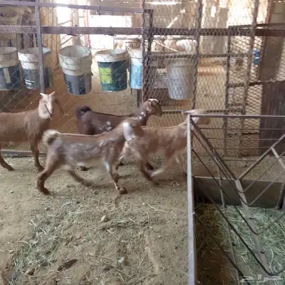 تم البيع خارج حراج غنم حيل مع فحل وثلاثة تيوس لباني 8