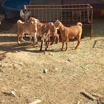 تم البيع خارج حراج غنم حيل مع فحل وثلاثة تيوس لباني 9