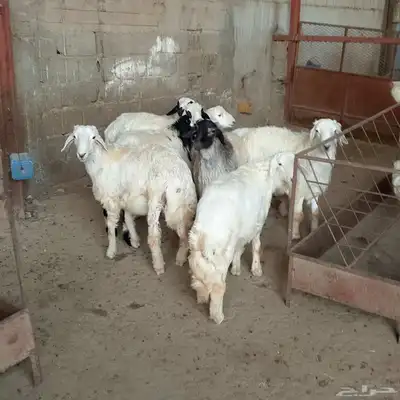 تم البيع طليان أضاحي باشوت سبت العلاية البشائر باشوت 8