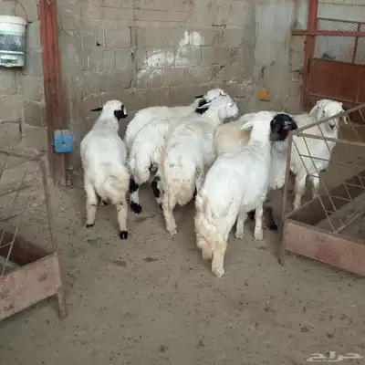 تم البيع طليان أضاحي باشوت سبت العلاية البشائر باشوت 7