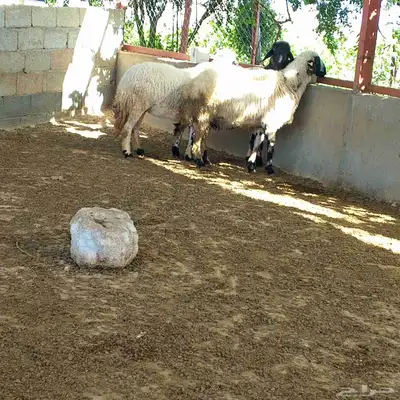تم البيع خارج حراج غنم حيل مع فحل وثلاثة تيوس لباني 0