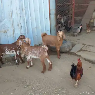 تم البيع خارج حراج غنم حيل مع فحل وثلاثة تيوس لباني 6