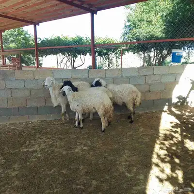 تم البيع خارج حراج غنم حيل مع فحل وثلاثة تيوس لباني 4