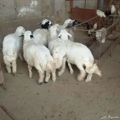 تم البيع طليان أضاحي باشوت سبت العلاية البشائر باشوت 0